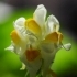 Linaria vulgaris -- Echtes Leinkraut